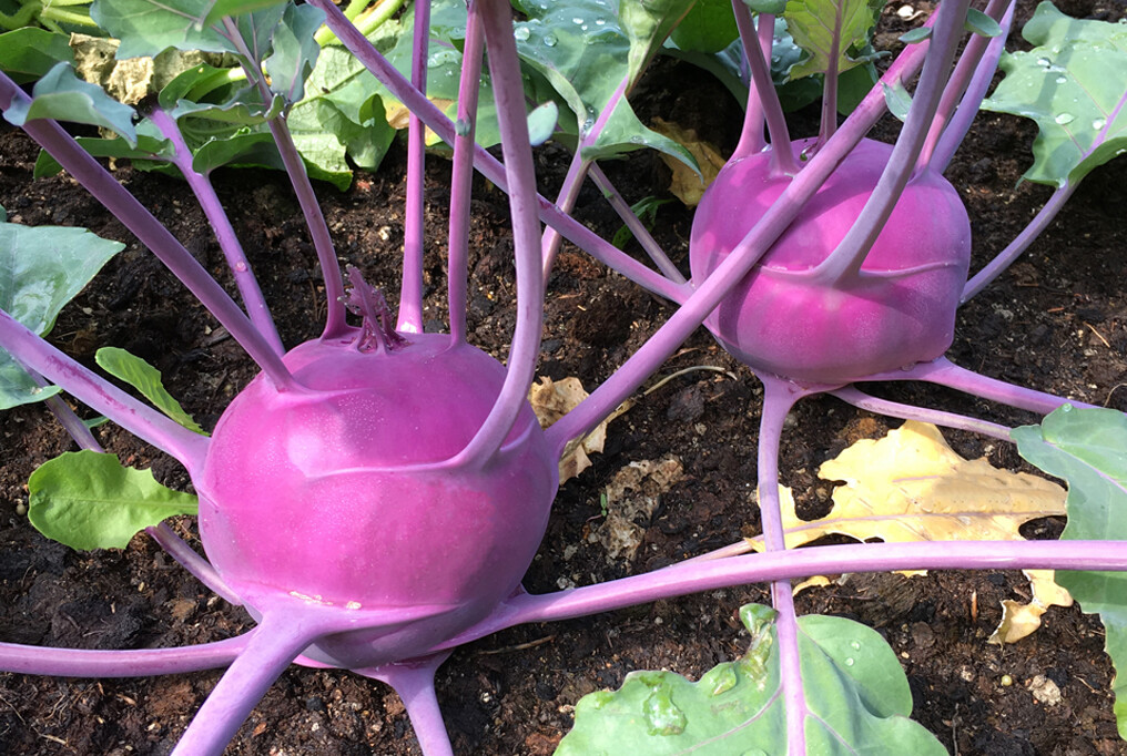 500 PURPLE VIENNA KOHLRABI SEEDS FRESH HARVEST FOR 2024 GARDENS