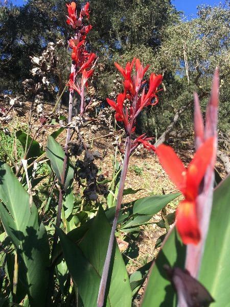 Canna indica | Red Canna Lily | Indian Shot | Edible Canna | 10 Seeds