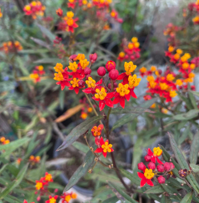 Deep Red Milkweed Plant – 3-8″ Tall – Perennial for Monarch Butterfly & Pollinat