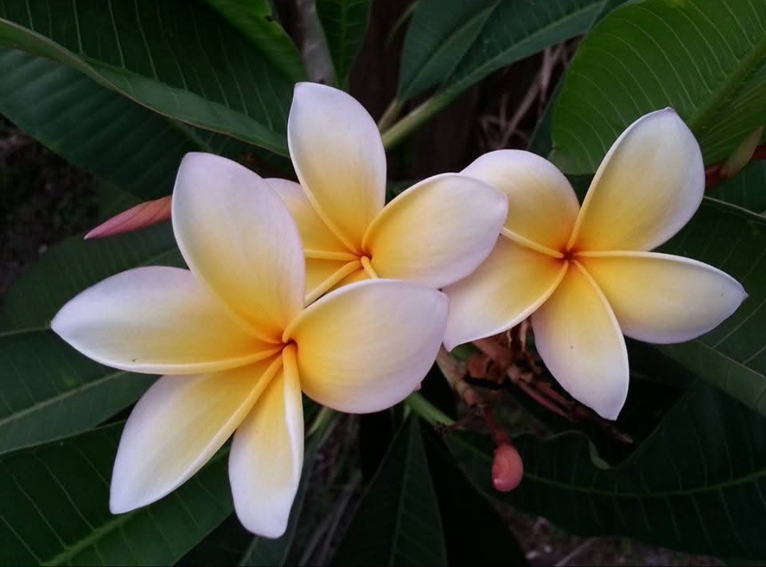 Plumeria , Frangipani , Hawaiian Lei Flower Seeds. 5 Pack