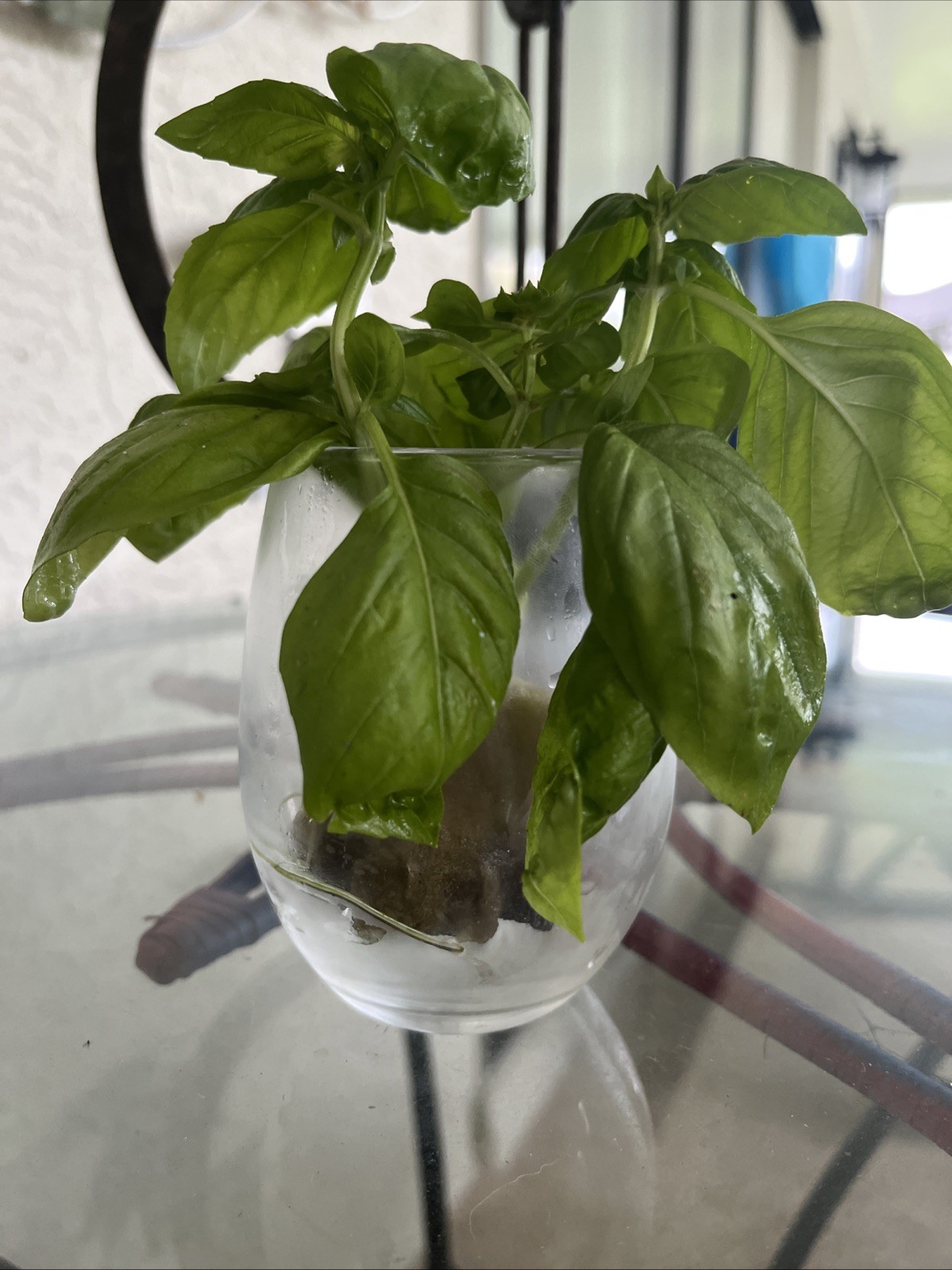 Fresh Grown Pesticide, Free Basil Ready To Grow ￼