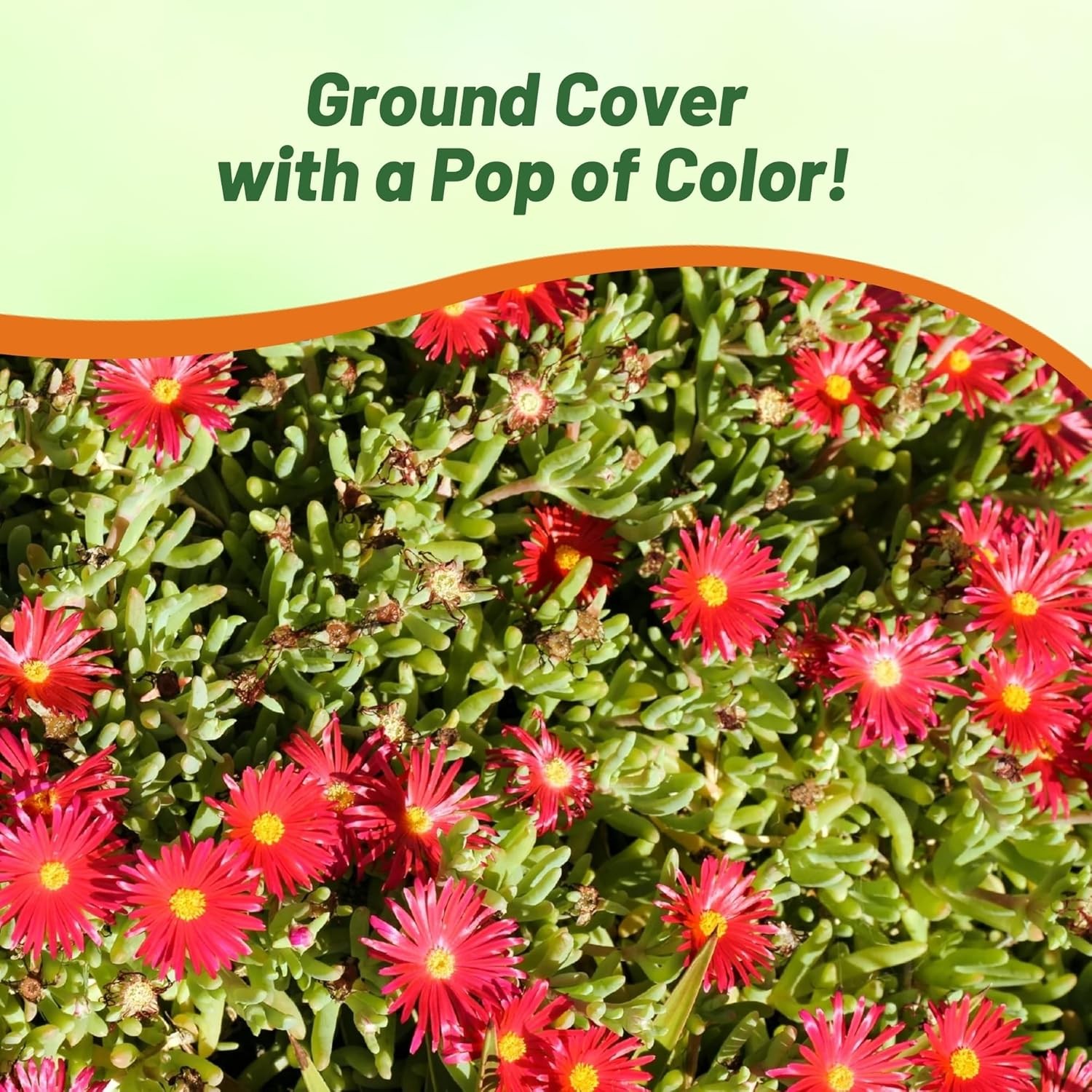 10000 Seeds Ice Plant Drought Tolerant Dorotheanthus Gelato Red Ground Cover