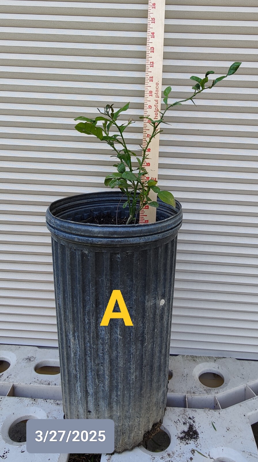 1 (One) Live Plant of Seedling KAFFIR LIME, about 10-25″ Tall