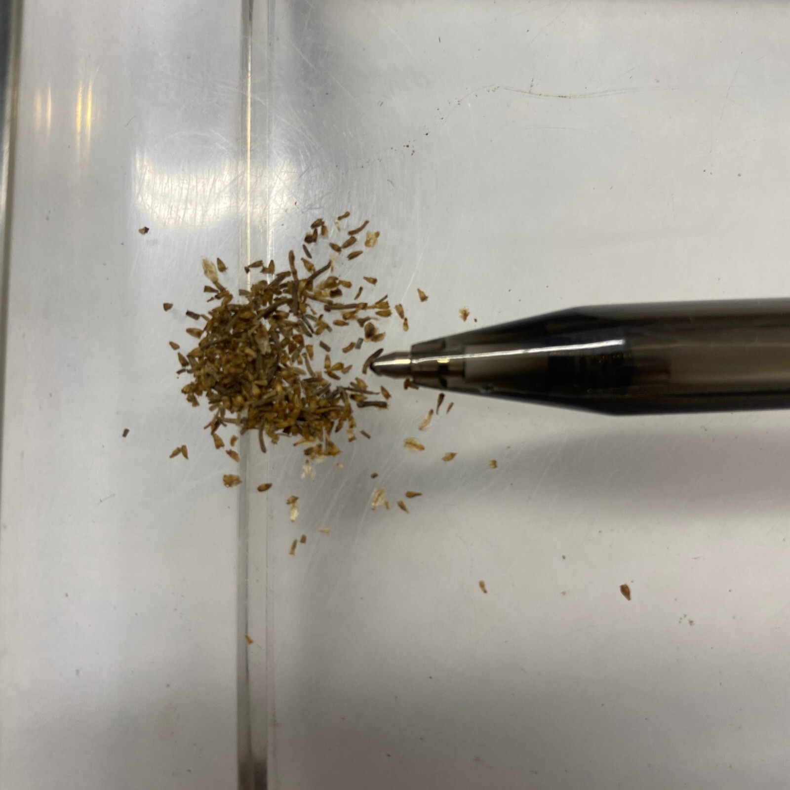 Artemisia californica | California Sagebrush | 10 Seeds