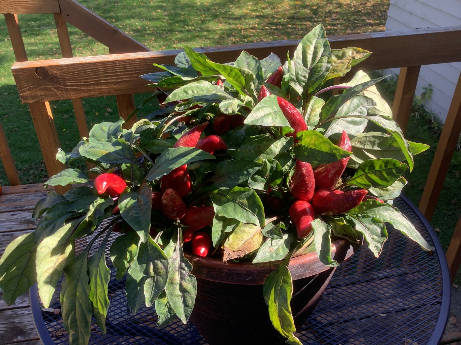 RARE BURGUNDY & ROYAL PURPLE WICKED Ornamental Pepper NEW SEEDS Spicy 20 ct.