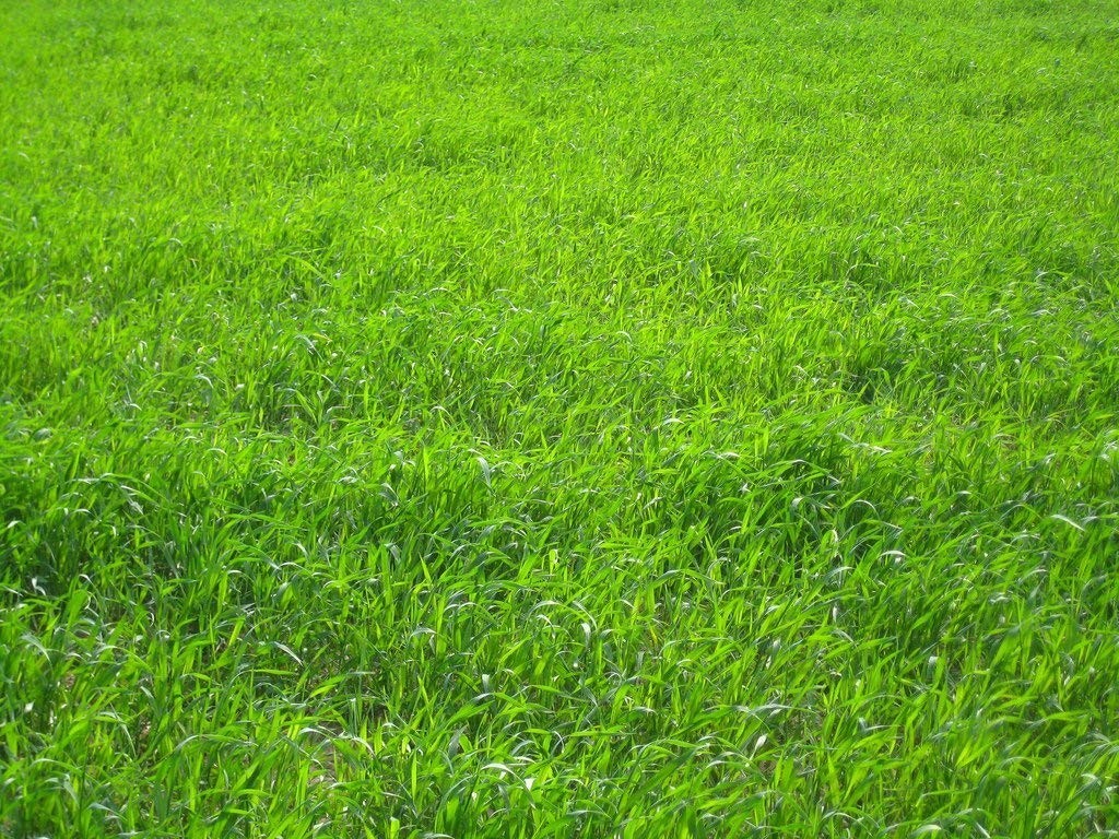 Premium Perennial Ryegrass Lawn Seed – Fine Texture, 5lb, Oregon Grown, Choose S