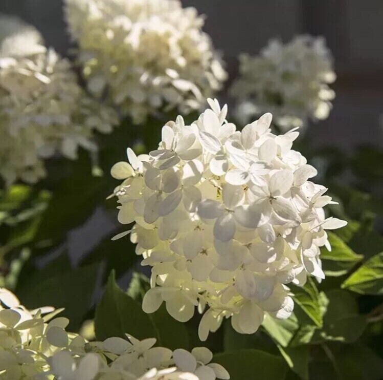 20Pcs Perennial Seeds Home Garden White Hydrangea Seeds Easy to Grow Flower DIY