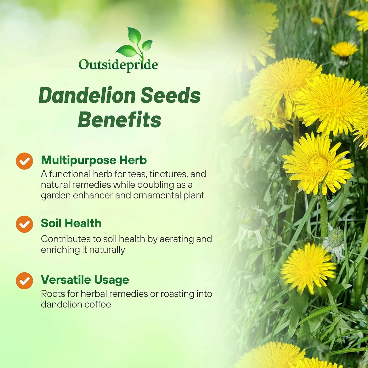 5000 Seeds Yellow Dandelion Seeds For Planting Outdoors | Drought Tolerant Herbs
