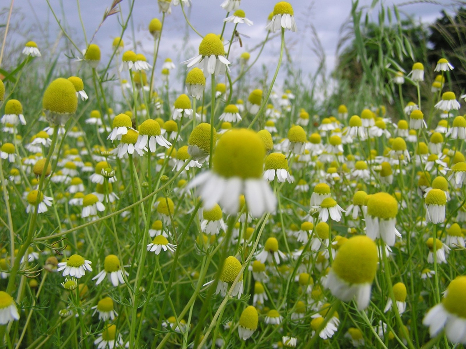 Chamomile Seeds- German- Heirloom Herb- 500+ Seeds $1.69 Max Shipping!