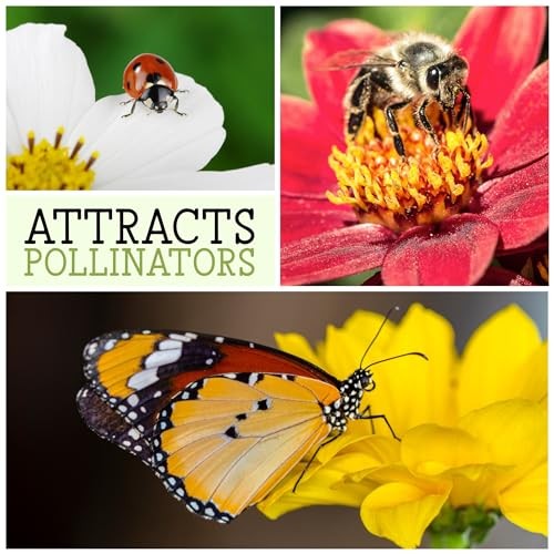 Blanket Flower Seeds for Planting – Heirloom & Open 5 Packs (500 Seeds)