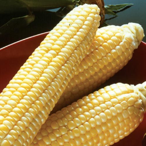Incredible Sugar Enhanced Yellow Sweet Corn Seed Treated