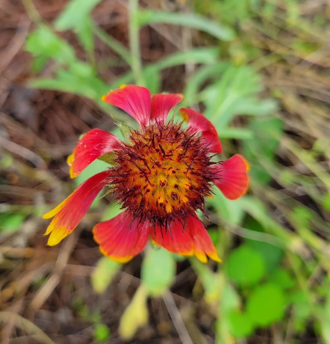 Indian Blanket | 25 Seeds | Gaillardia Pulchella | Firewheel | Blanket Flower