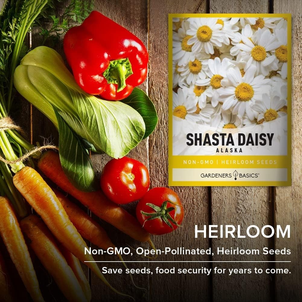 White Shasta Daisy Seeds Alaska Perennial Heirloom Non-GMO Garden Flowers