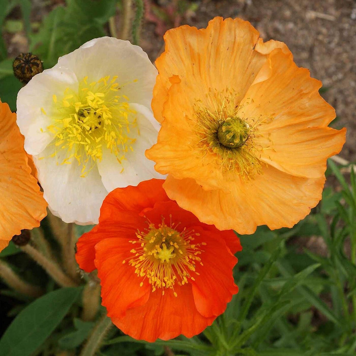 1 Oz Iceland Poppy Wildflower Seeds – Everwilde Farms Mylar Seed Packet