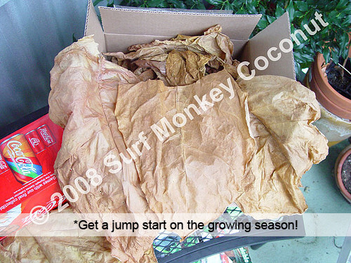 500+ Connecticut Tobacco seeds w/ how to grow booklet! Heirloom