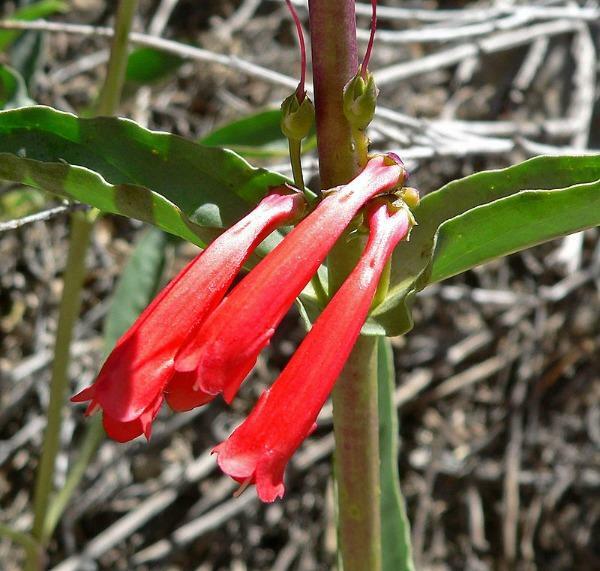 Penstemon eatonii | Firecracker Penstemon | 50 Seeds