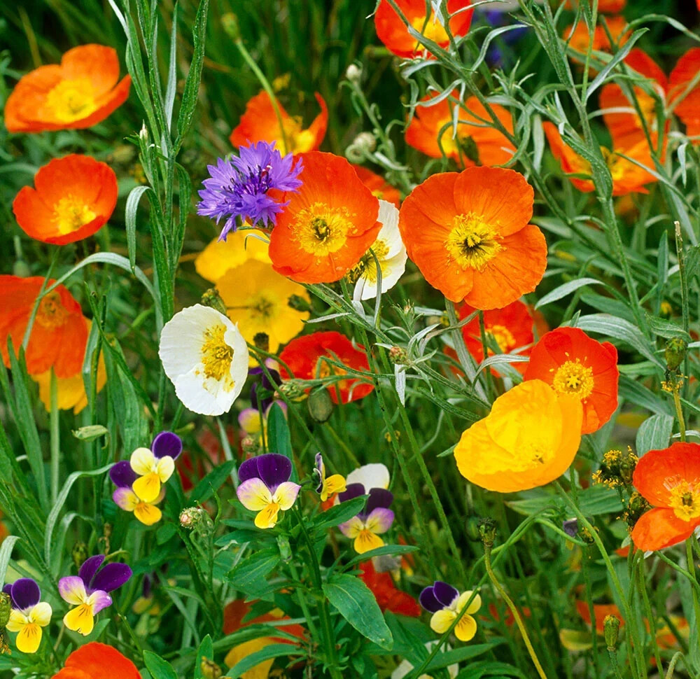 200+ Iceland Champagne Bubbles Mix Poppy Seeds for Garden – USA – FREE SHIPPING!