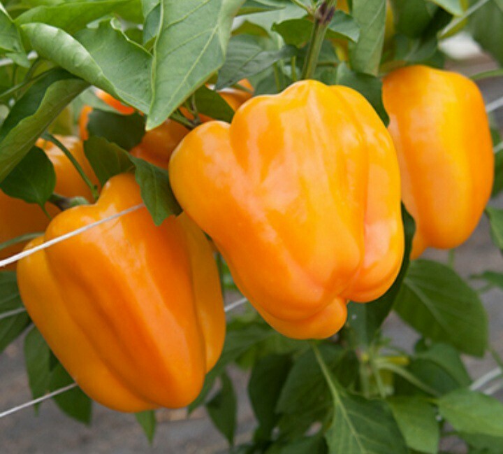 *ORANGE BELL PEPPER SEEDS*(10 SEEDS ) organic non-GMO