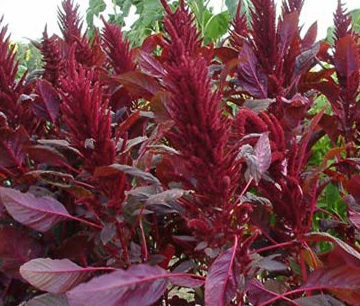 100+ Amaranth Red Spike seeds