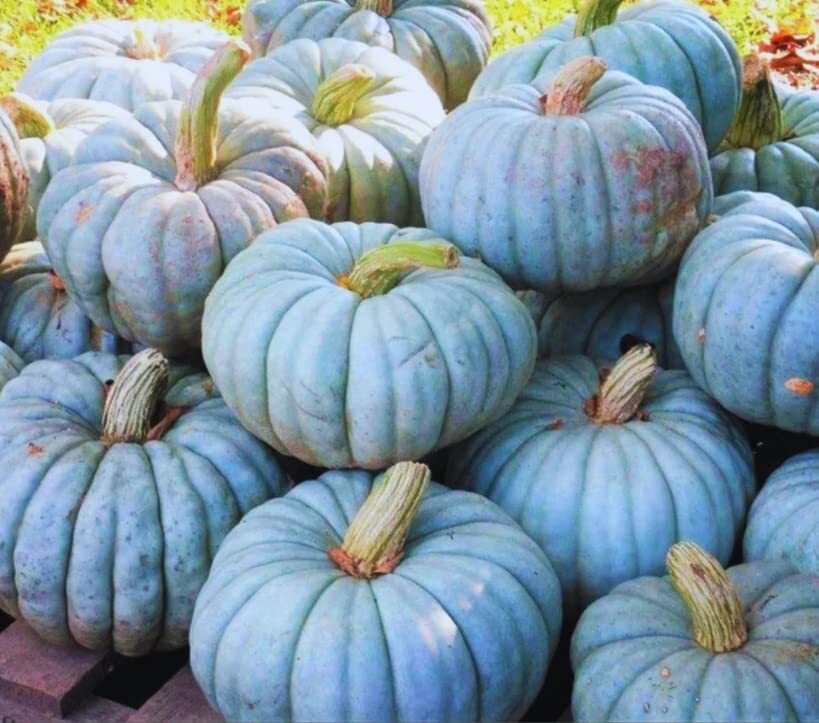 Jarrahdale Blue Pumpkin Seeds | 10 Seeds per Packet | Blue Jarrahdale Pumpkin Se