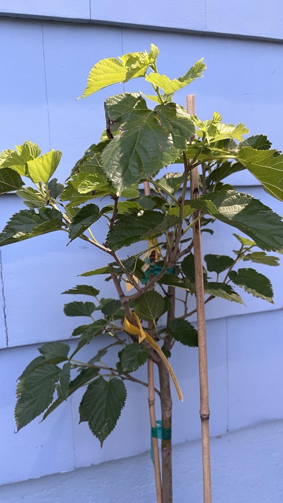 Morus ‘Pakistan’ (Mulberry) 4-5 gal, 3-4’ tall, No Ship to HI, CA, AK