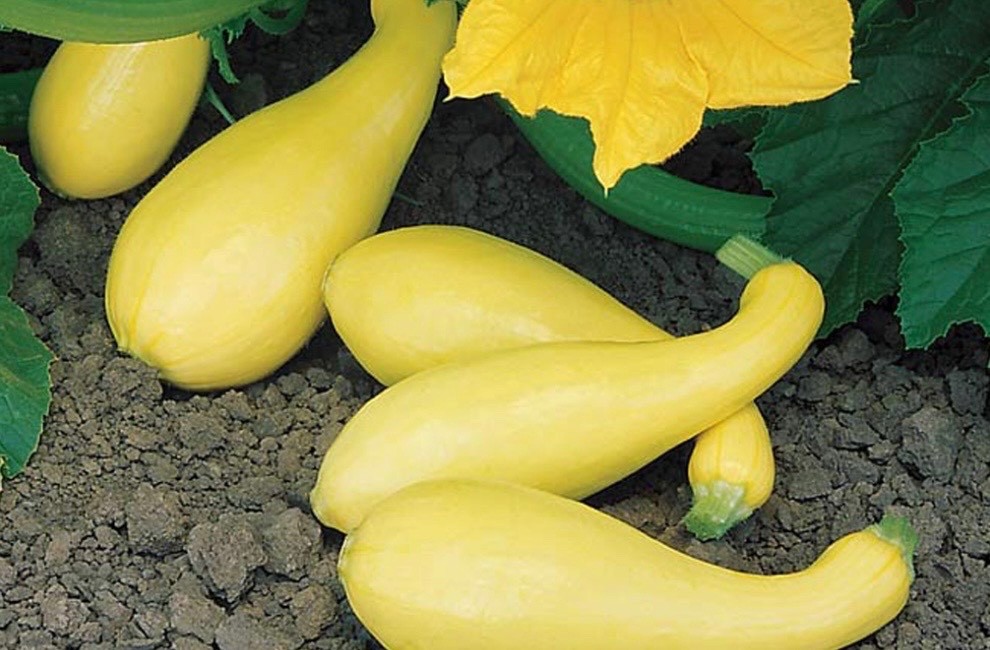 10+ Yellow Crookneck Summer Squash Seeds, Fresh Non-GMO Organic, USA Seller 🇺🇸