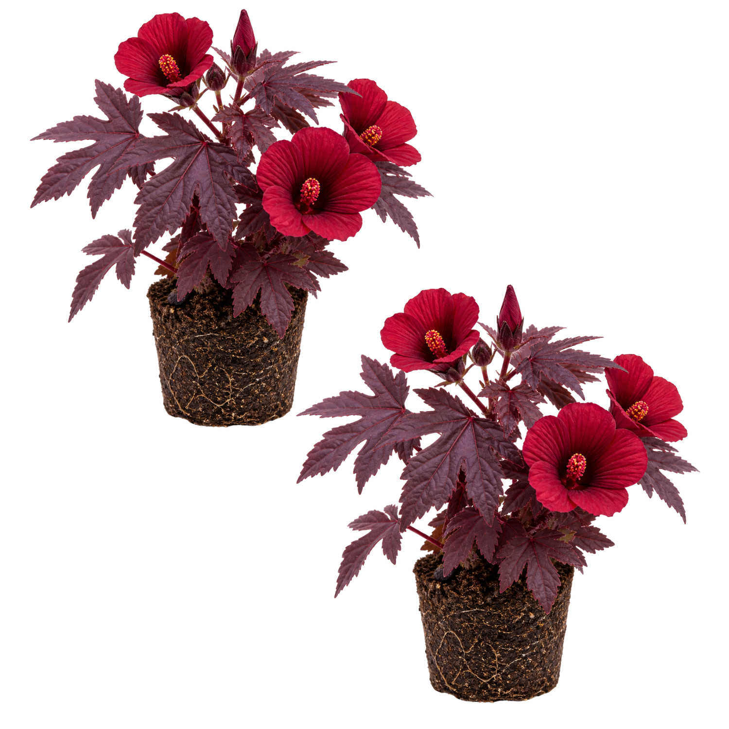 Set 2 Cranberry Hibiscus Live Plants 4-7 Inches Tall Rooted Edible Foliage