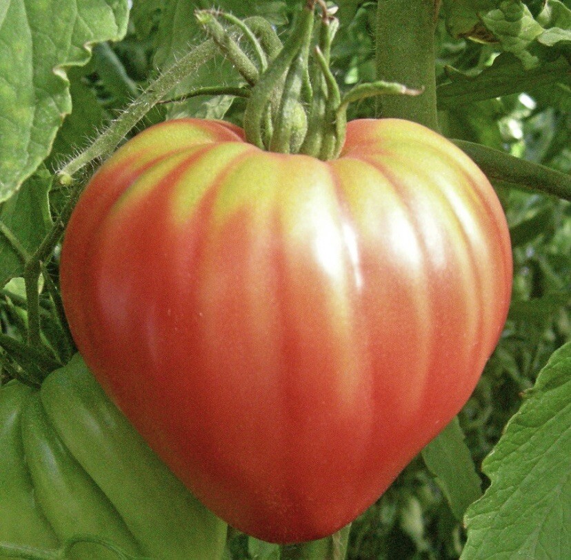 (20) OXHEART PINK Heirloom Tomato Seeds plants garden