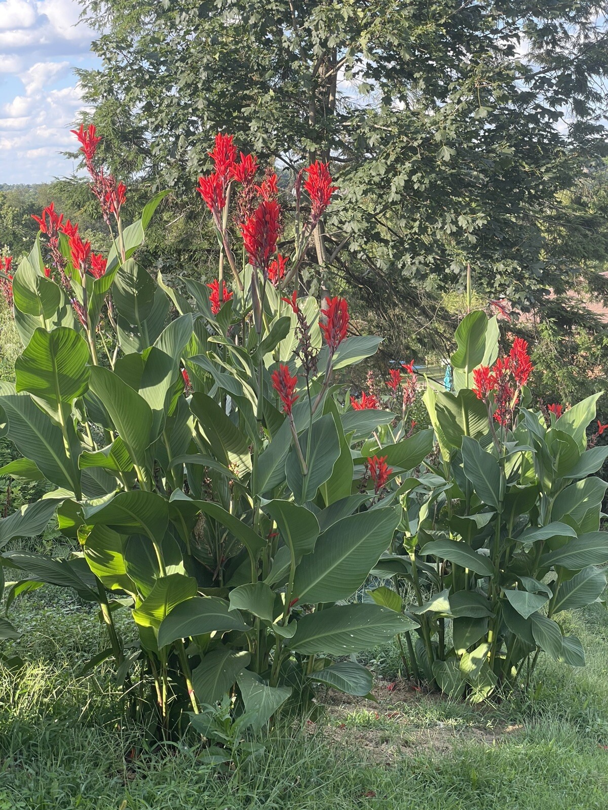 20 Canna Lily bulbs Rhizomes 5-7 feet large green leaves-Deer resistant