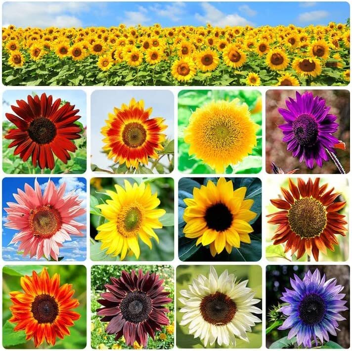 Sunflower Seeds for Planting Heirloom Non-GMO, Bulk Package of 15 Varieties Mix