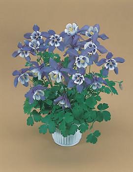Aquilegia Spring Magic Blue-White 1,000 seeds