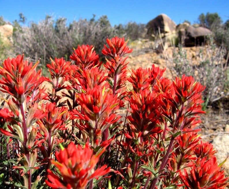 Castilleja coccinea INDIAN PAINTBRUSH Seeds!