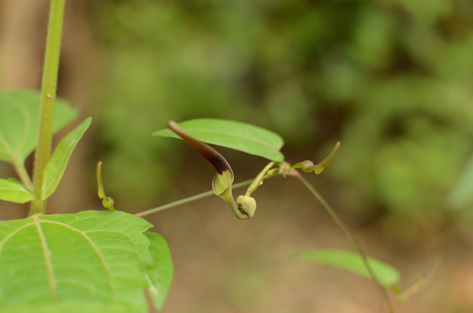 Aristolochia indica Ishwari medicinal 8 seeds