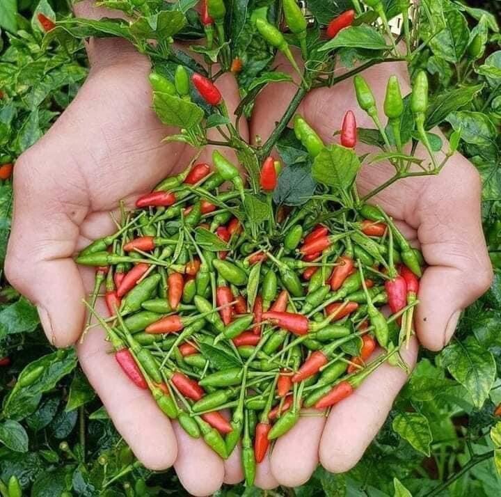 Ot Xiem rung/ Bird’s Eye Chili Ớt Xiêm Rừng việt Nam Dễ Trồng Easy Grow 40 Seeds