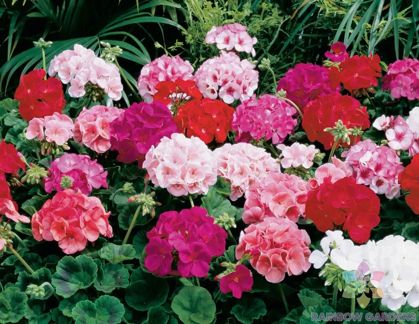 25+ Maverick Mix Geranium Seeds for Garden Planting – USA – FREE SHIPPING!