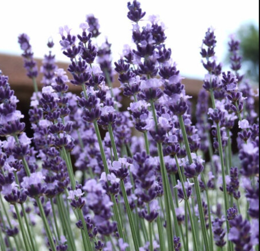 155 seeds| Vera Lavender Flower Herb Seeds #6008