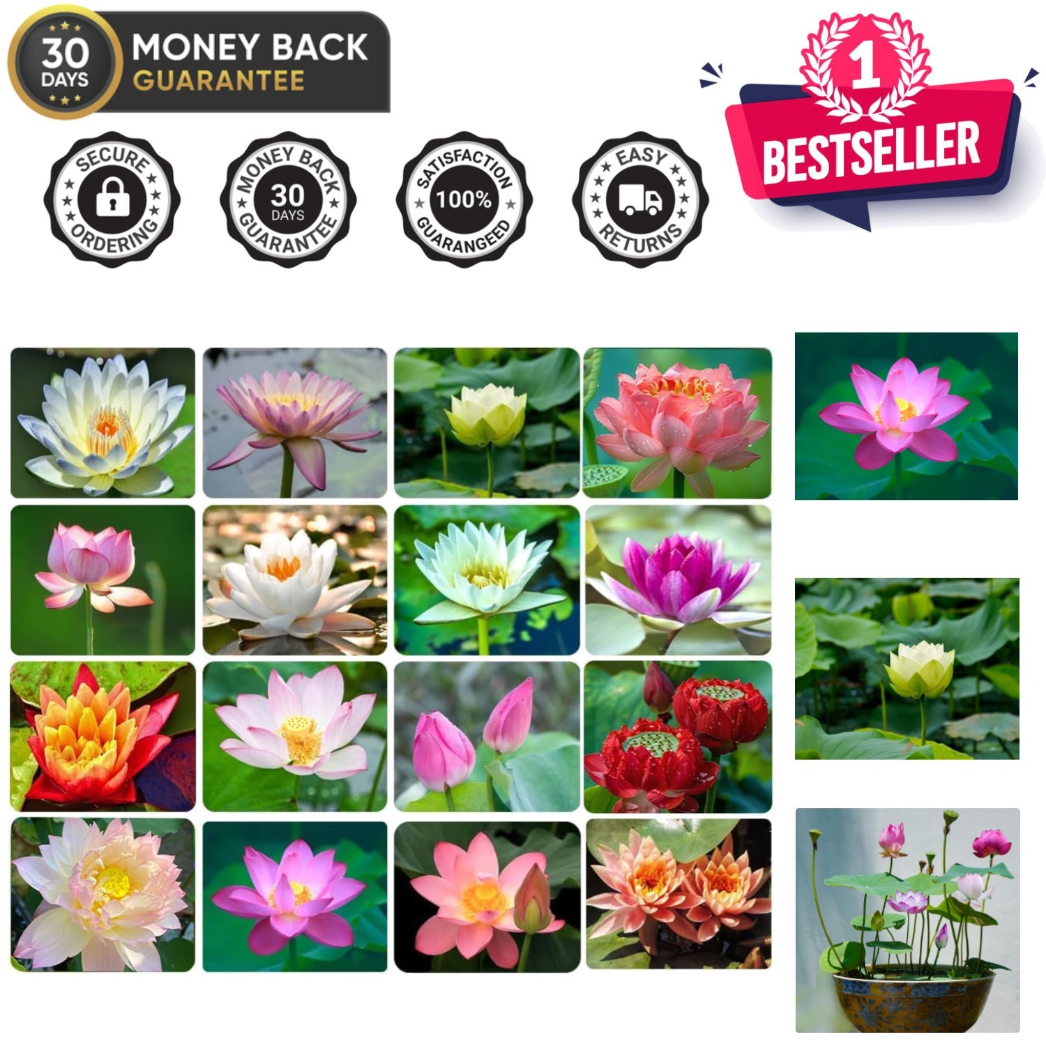 30PCS Non-GMO Bowl Lotus Seeds for Aquatic Gardens – Easy Care & Air Purifying