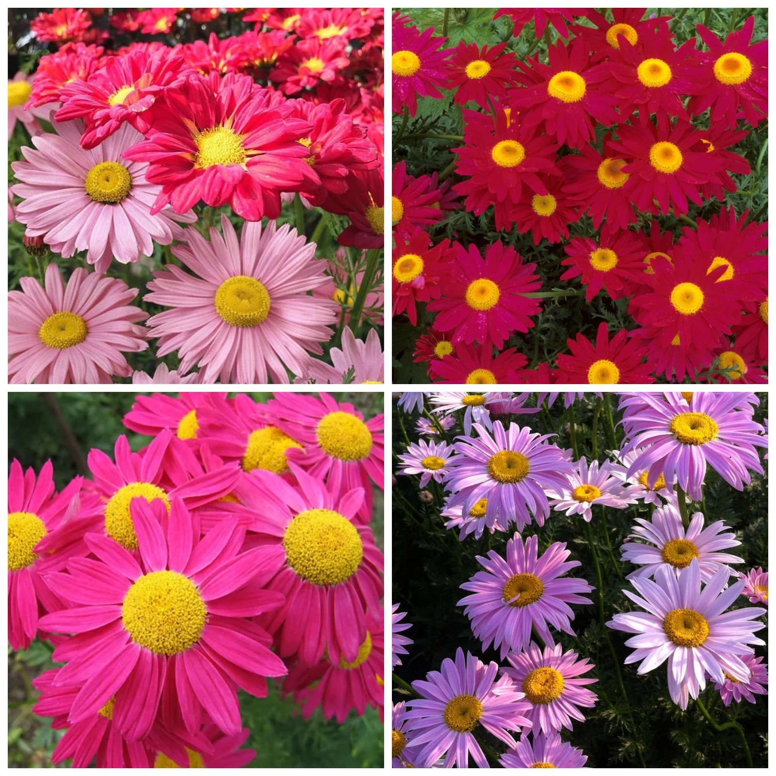 Pyrethrum Tanacetum Chrysanthemum Seeds Garden Flower Perennial 1200+