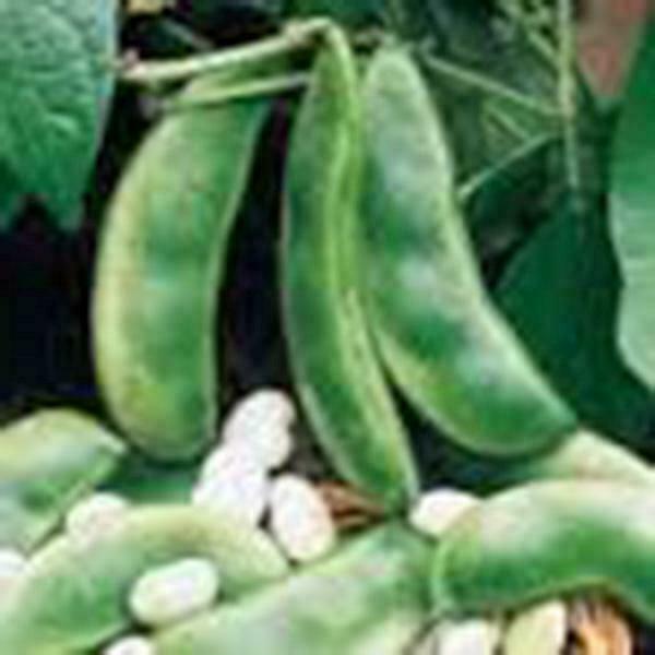 Lima Bean, Henderson Bush, NON Gm , 50+ Seeds, Great Tasting and Healthy