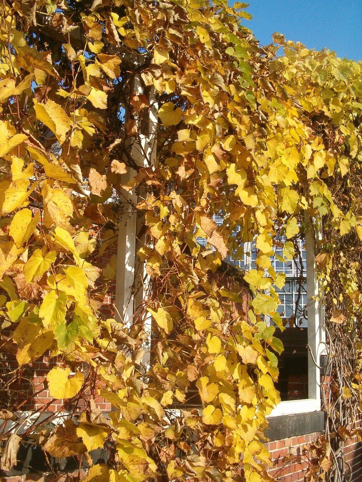 Amur Grape, Vitis amurensis, Vine Seeds