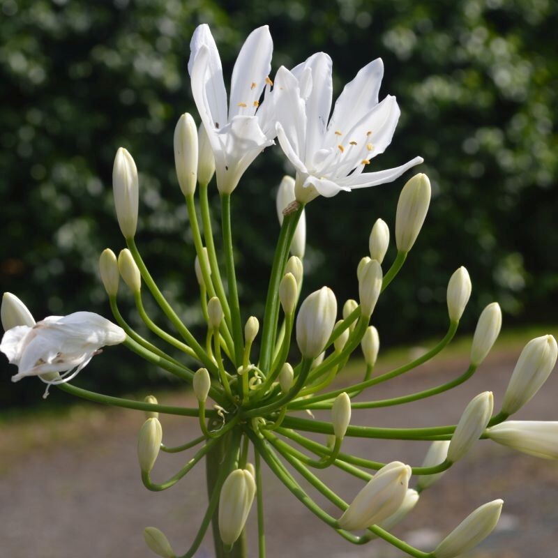 Organic Giant White Agapanthus bulb, grows 5 -6 feet tall