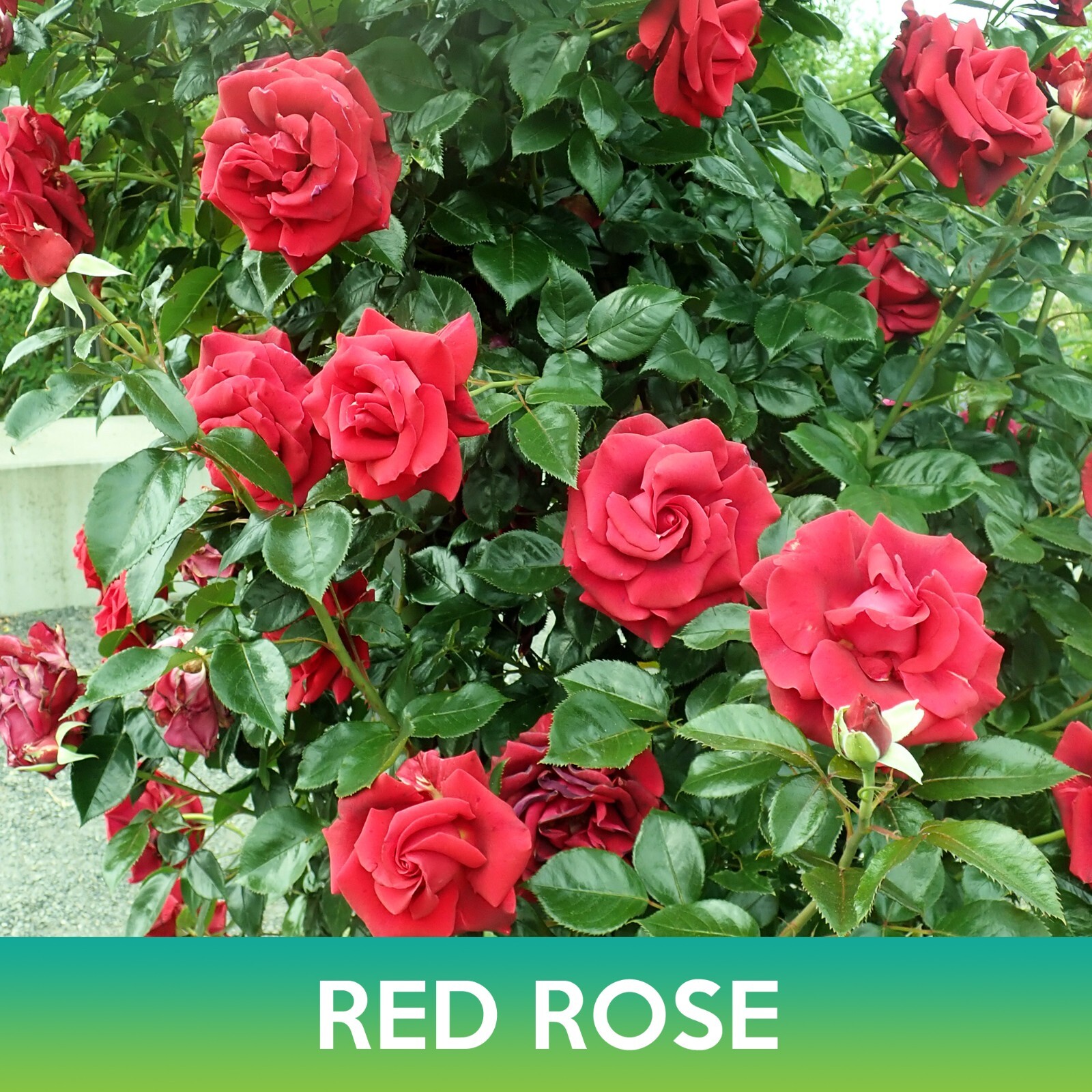 Red Rose Seed