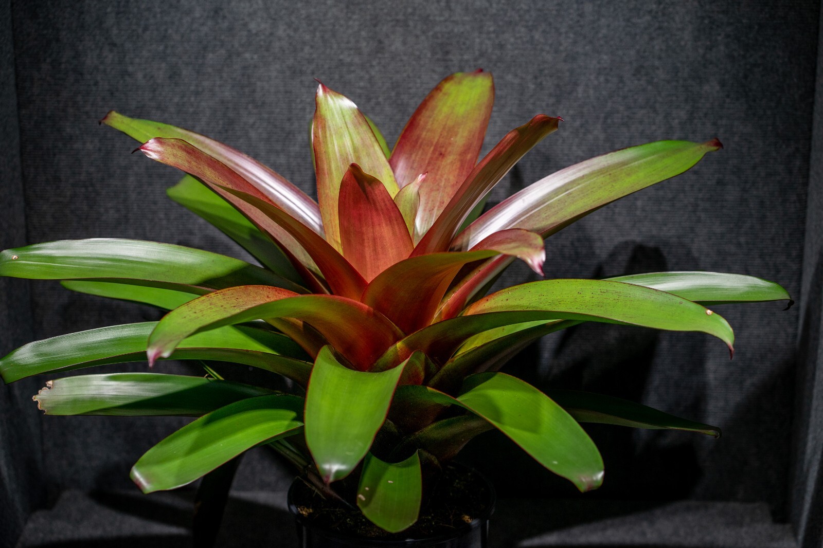 Alcantarea Imperialis Red 9″ pot
