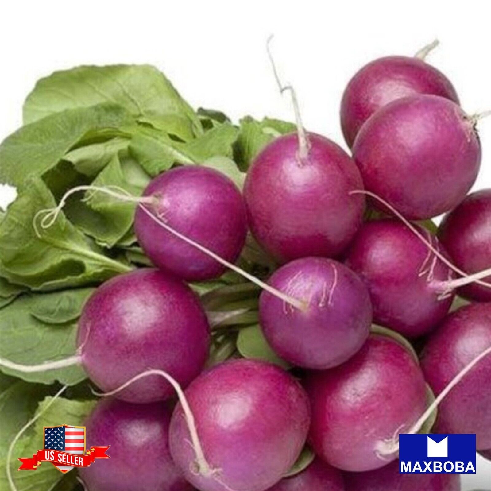 100 Radish Purple Plum Fresh Seeds Non-GMO Heirloom Vegetable