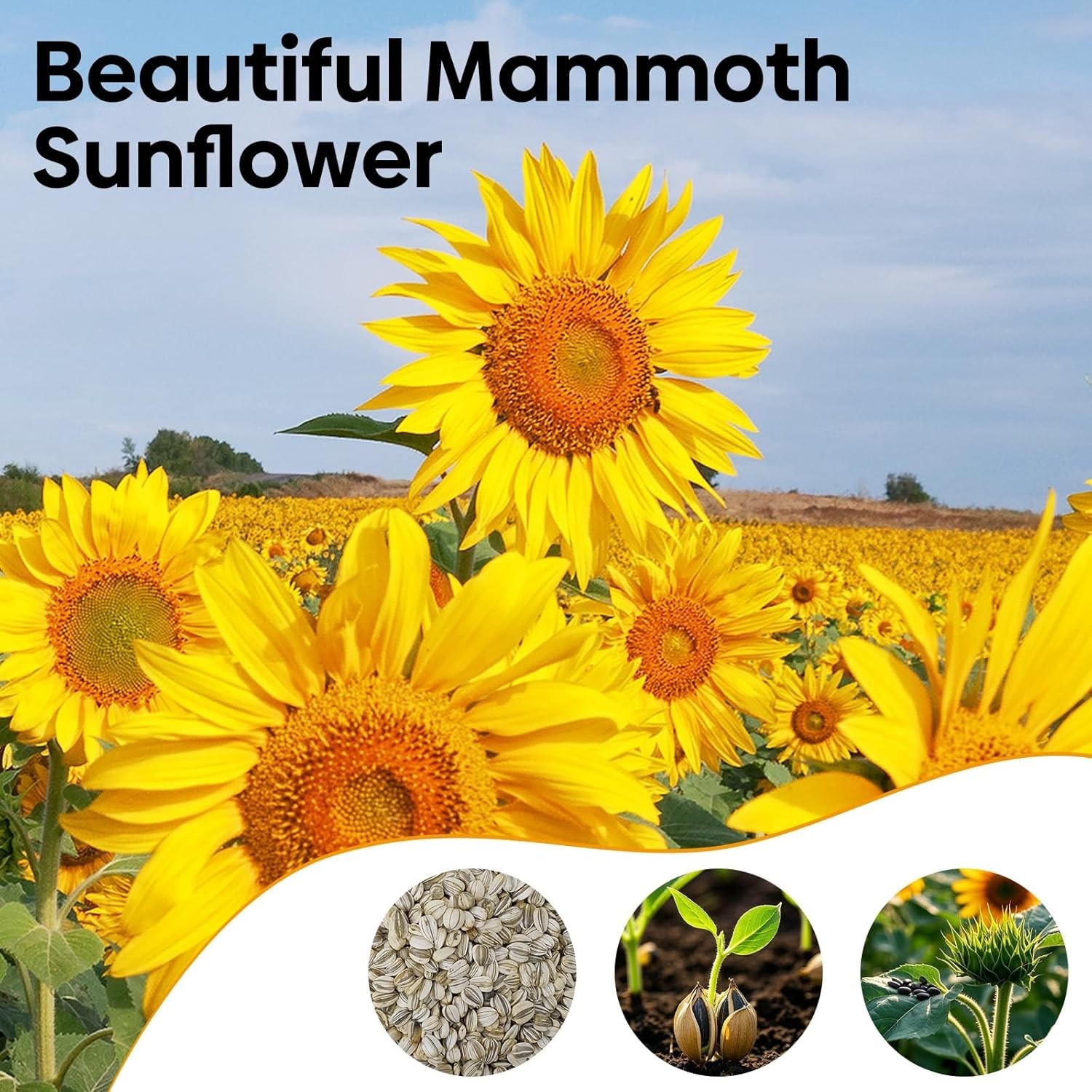 Mammoth Sunflower Seeds to Plant, 1 Ounce Packet 300+ Seeds, 6-12 FT Giant Su…