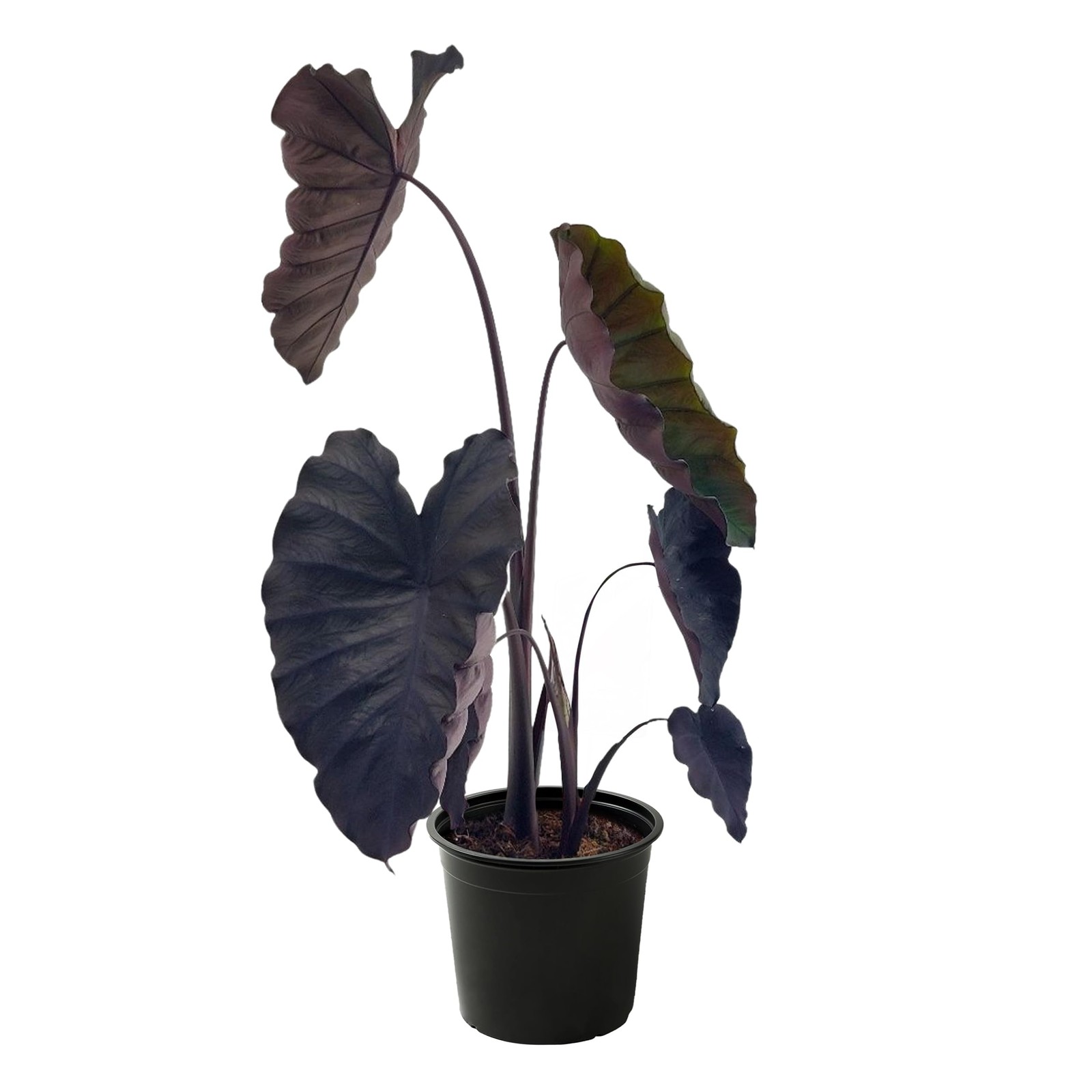 Live Colocasia – Redemption, 10” Tall by 5” Wide in 1.76 Qt Pot, Trimmed Back…