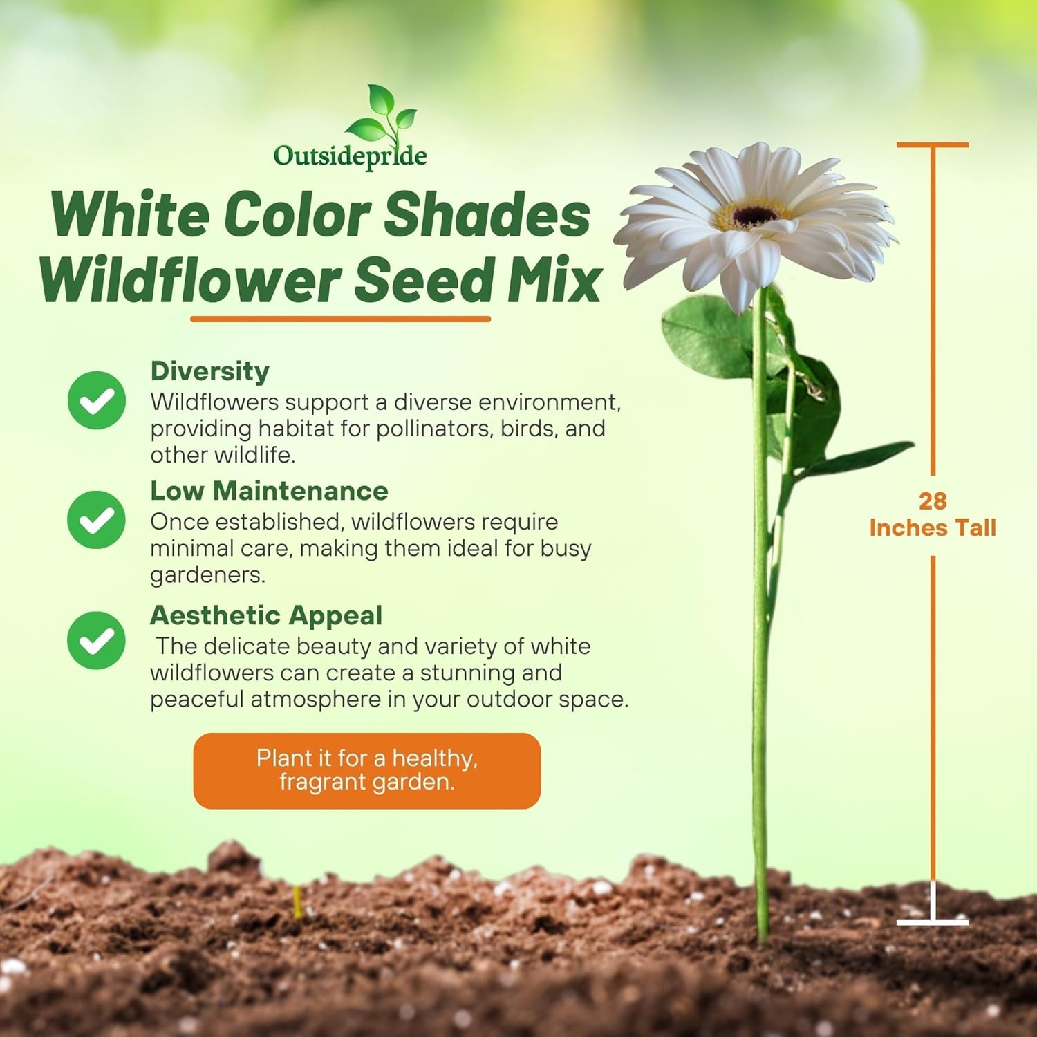 10000 Seeds White Flowers Seeds – White Wildflower Seed