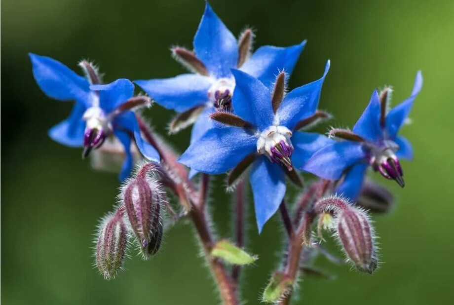 300 + BORAGE SEEDS AUTUMN HERB GARDEN PEST REPELLENT NON-GMO STAR FLOWER USA
