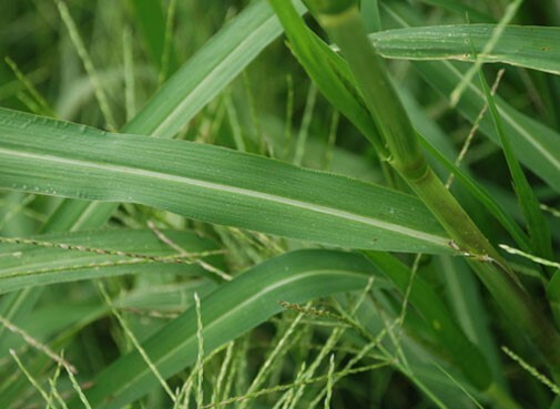 Panicum dichotomiflorum | Fall Panicgrass | Autumn Millet | 100_Seeds