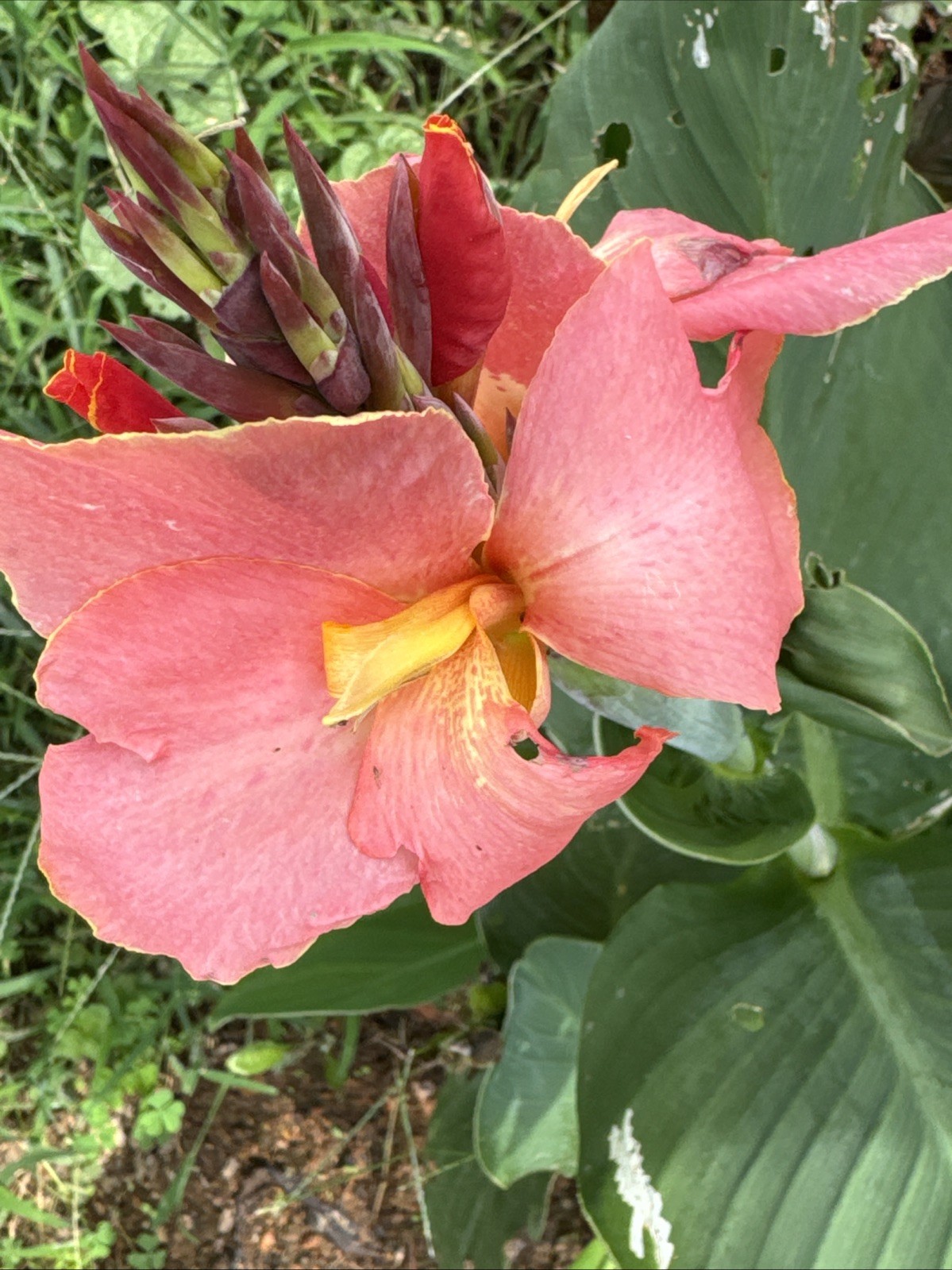 Rare Pink & Yellow Canna Lilly Rhizome